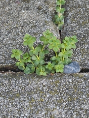 Galium murale