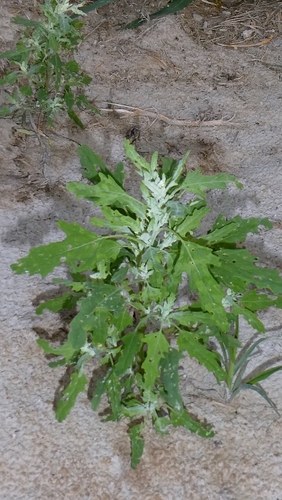 Chenopodium ficifolium, photograph 1