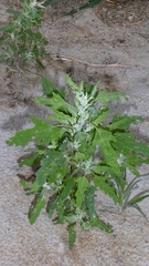 Chenopodium ficifolium, photograph author not stated, no rights reserved