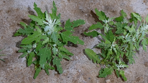 Chenopodium ficifolium, photograph 2