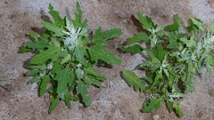 Chenopodium ficifolium, photograph author not stated, no rights reserved