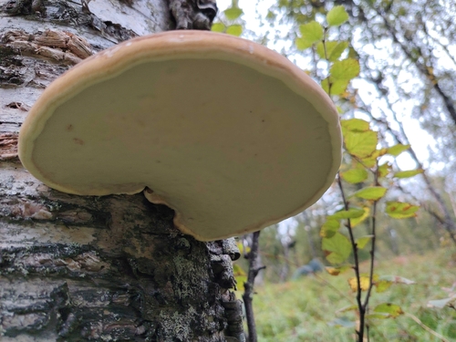 birch polypore