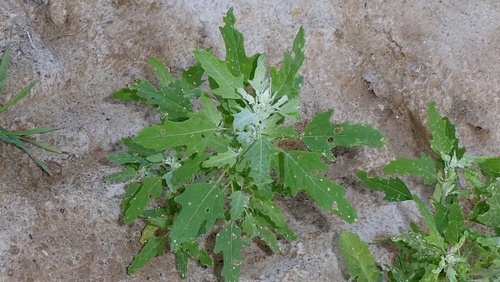 Chenopodium ficifolium, photograph 3