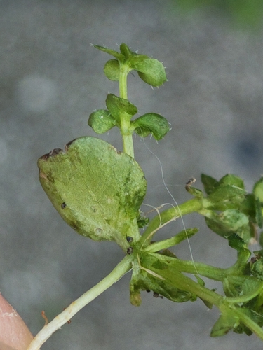 Galium murale, photograph 2