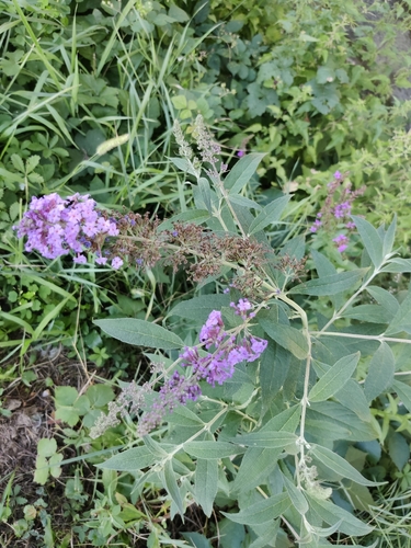 Butterfly bush