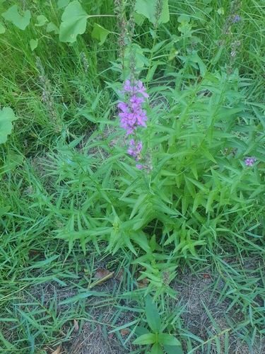 purple loosestrife