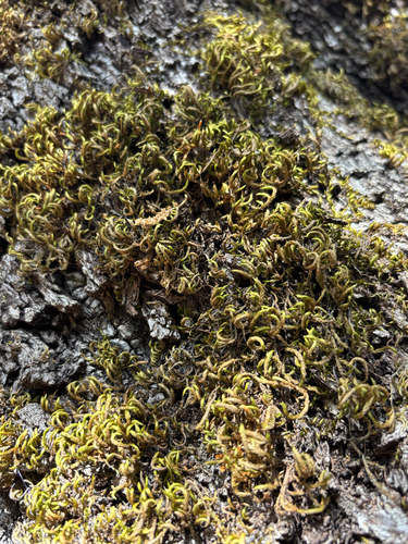 squirrel-tail moss