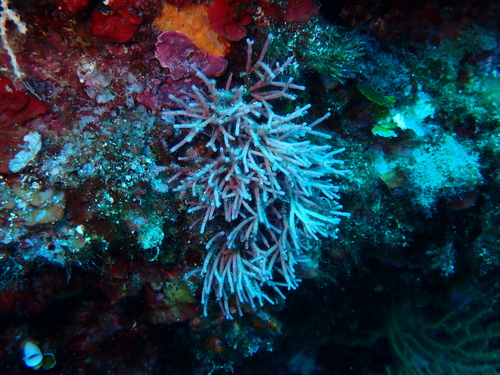 Tricleocarpa observed 2026-08-16