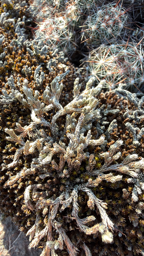 rock spikemoss