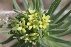 Lithospermum ruderale