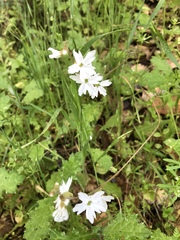 Lithophragma affine