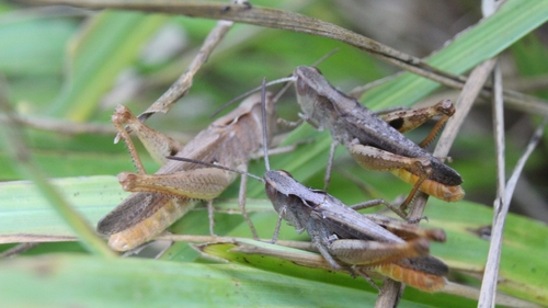 Heath Grasshopper