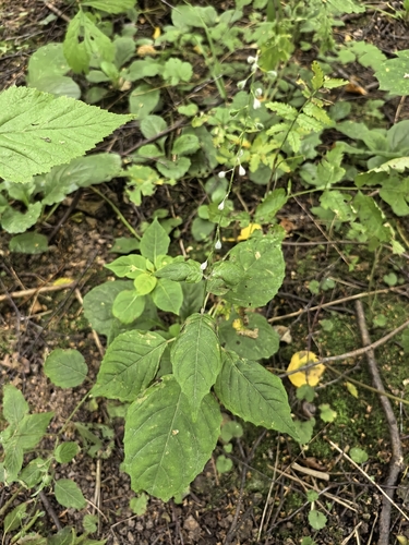 Наблюдение на iNaturalist