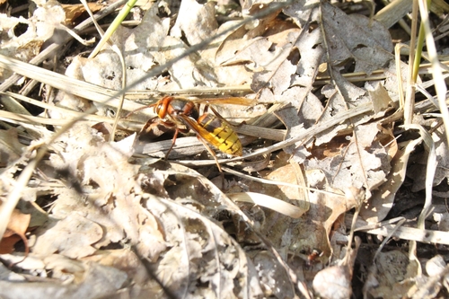 European Hornet