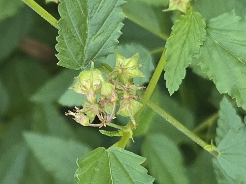 Melochia pyramidata, photograph 5