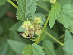 Melochia pyramidata, photograph author not stated, no rights reserved