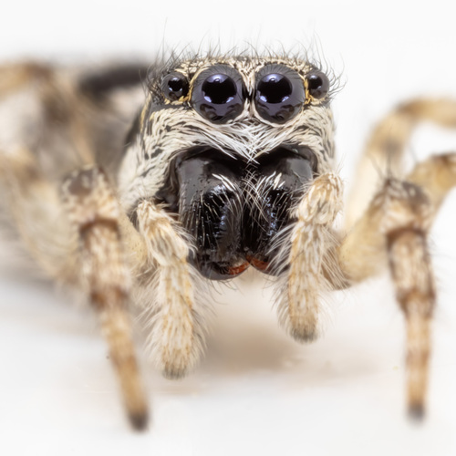 Salticus cingulatus