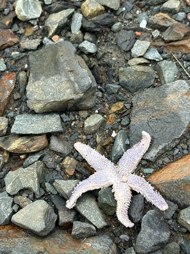 Forbes's Sea Star