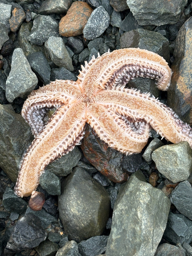 Forbes's Sea Star