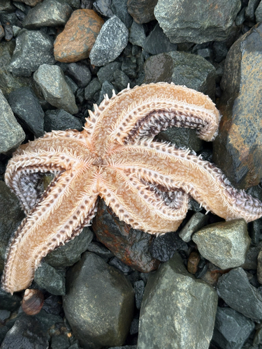 Forbes's Sea Star