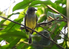 Oncostoma cinereigulare