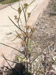 Asclepias verticillata