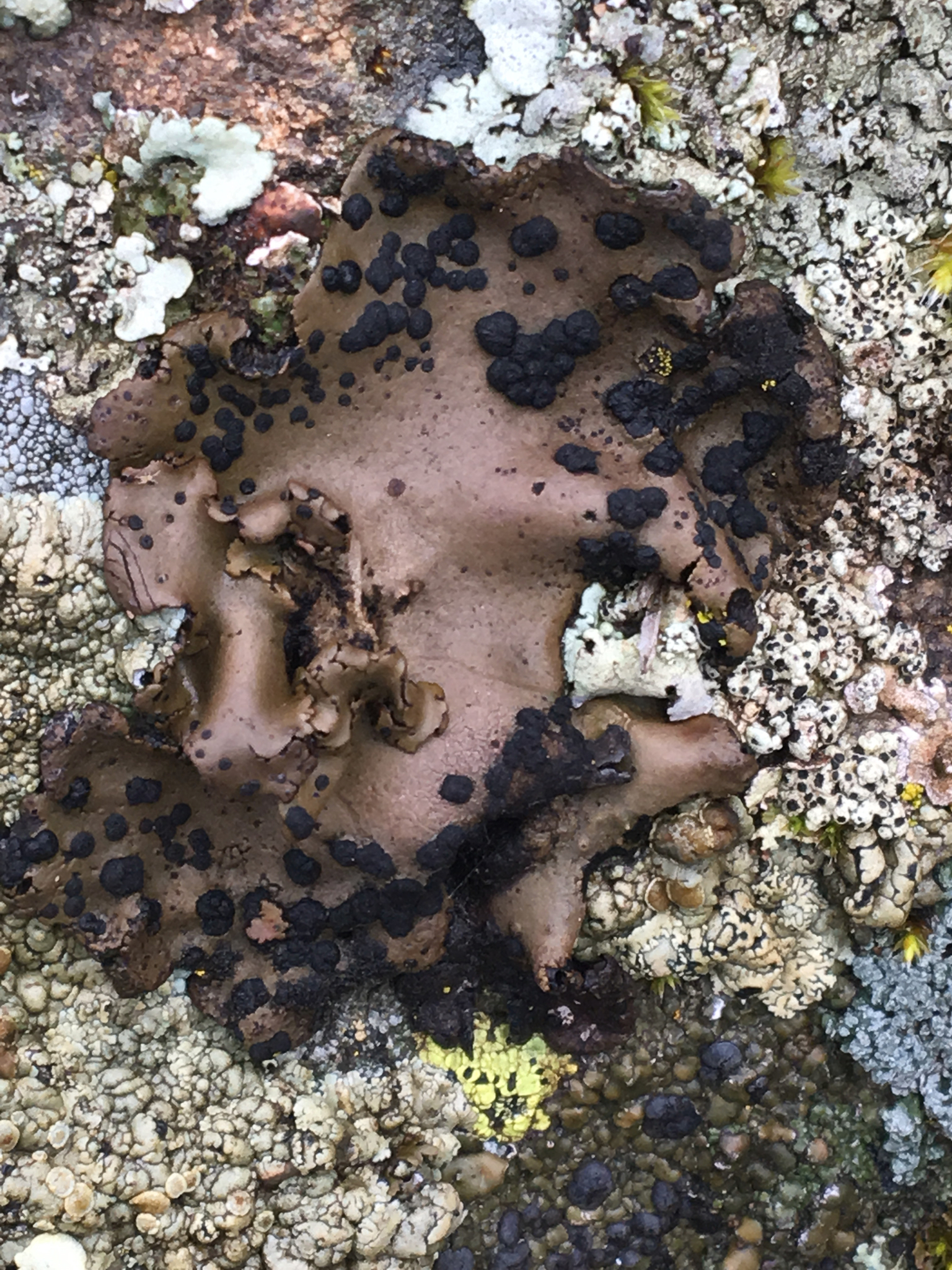 Umbilicaria phaea image