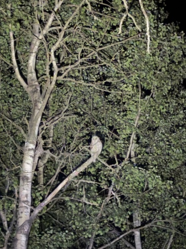 Barred Owl