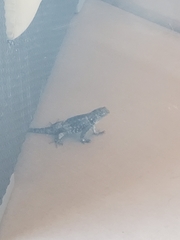 Sceloporus magister