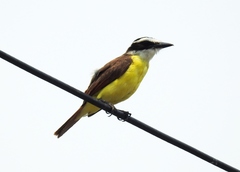 Pitangus sulphuratus