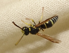 Stenodynerus anormis