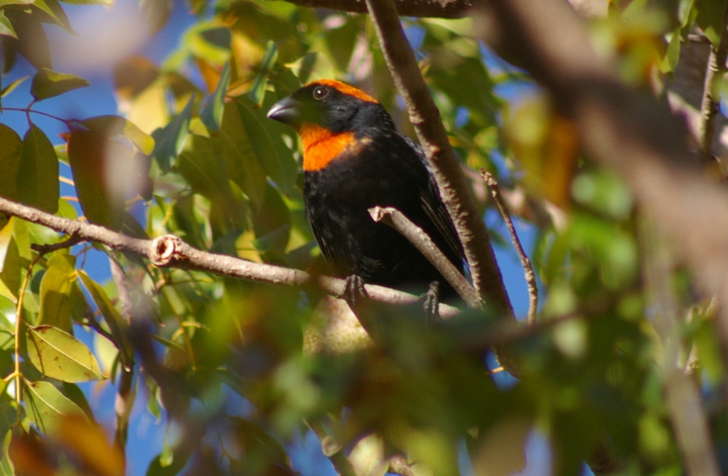 Puerto Rican Bullfinch (Melopyrrha portoricensis) photo