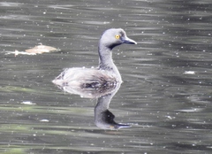 Tachybaptus dominicus