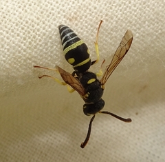 Stenodynerus anormis