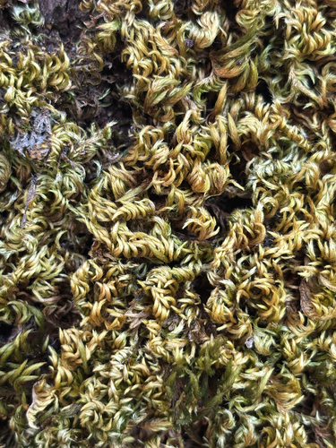 Silky Wall Feather-moss