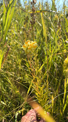 common toadflax