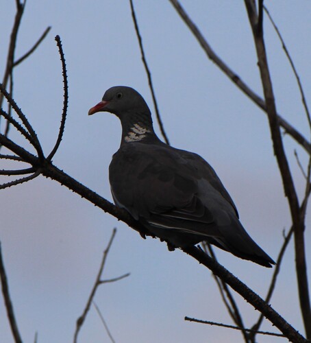 Common Wood-Pigeon