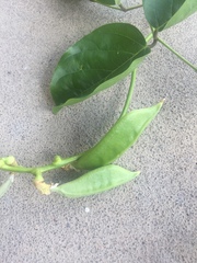 Canavalia cathartica