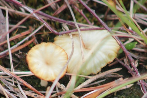 Lichen Agaric