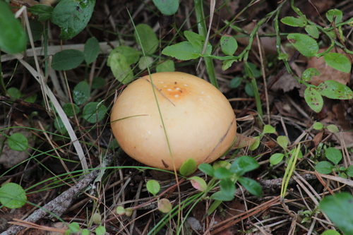 Copper Brittlegill