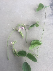 Canavalia cathartica