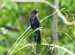 Crotophaga sulcirostris