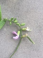 Canavalia cathartica