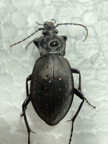 Carabus hortensis