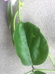 Canavalia cathartica