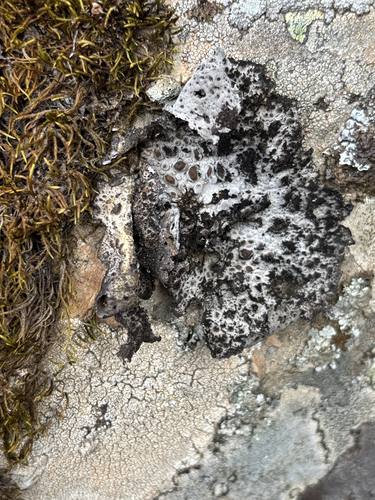 Lasallia pustulata