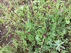 Trifolium depauperatum
