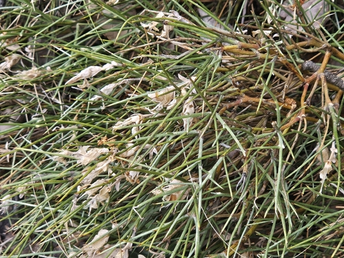 Erinacea anthyllis