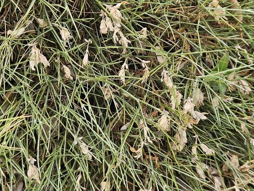 Erinacea anthyllis, photograph 1