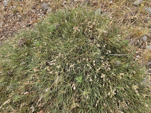 Erinacea anthyllis, photograph 2